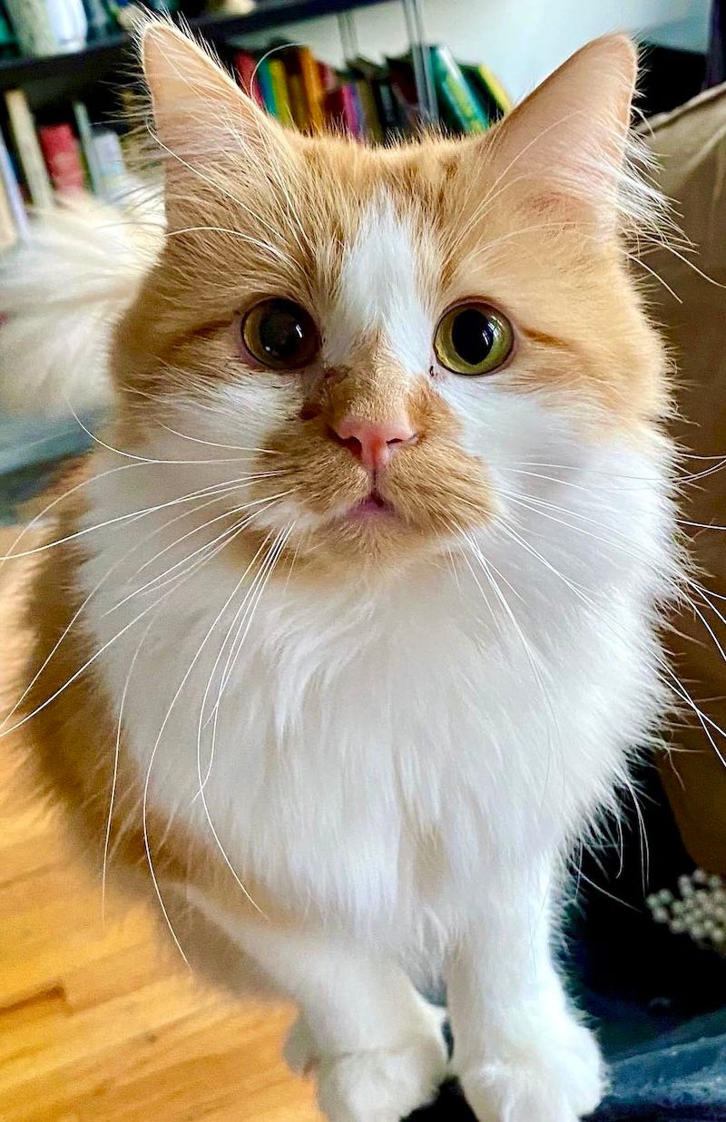 Toki the fluffy orange cat. Looking at the camera with big green eyes